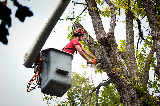  Matteson, IL Tree Removal Pros